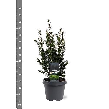 Taxus media 'Groenland'