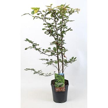 Carpinus betulus