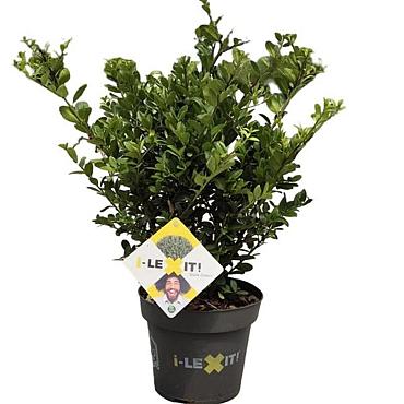 Ilex crenata Dark Green