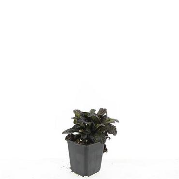 Ajuga reptans 'Atropurpurea'
