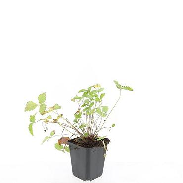 Fragaria vesca