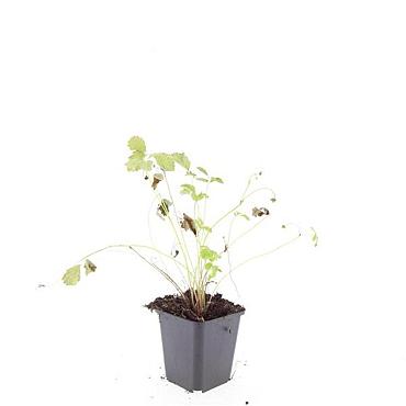 Fragaria vesca