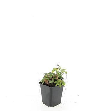 Fragaria vesca