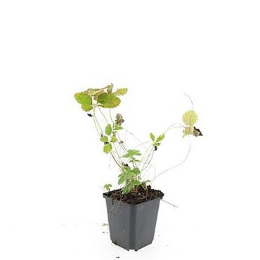 Fragaria vesca