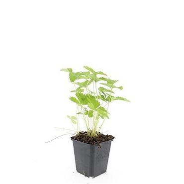 Fragaria vesca