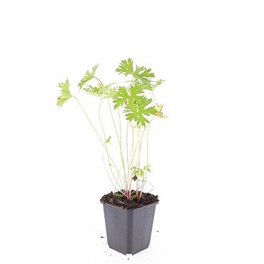 Geranium 'Johnson's Blue'