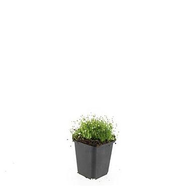 Sagina subulata