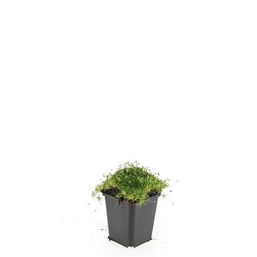 Sagina subulata