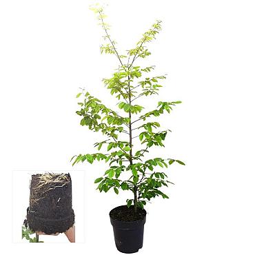 Carpinus betulus