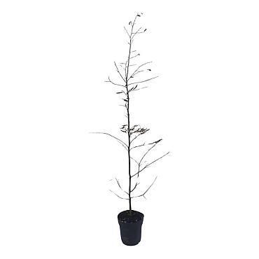 Carpinus betulus