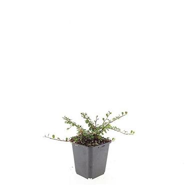 Cotoneaster pr. 'Streib's Findling'