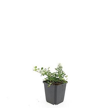 Cotoneaster pr. 'Streib's Findling'