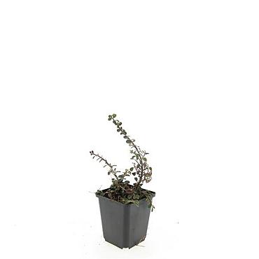 Cotoneaster pr. 'Streib's Findling'