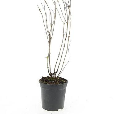 Diervilla lonicera 'Dilon'