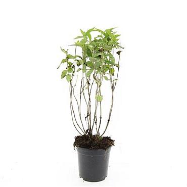 Diervilla lonicera 'Dilon'