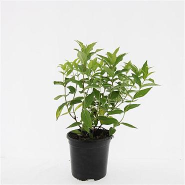 Diervilla lonicera 'Dilon'