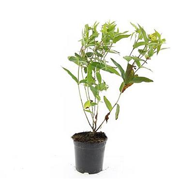 Diervilla lonicera 'Dilon'