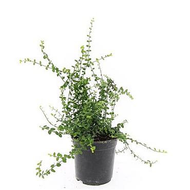 Euonymus fort. 'Minimus'