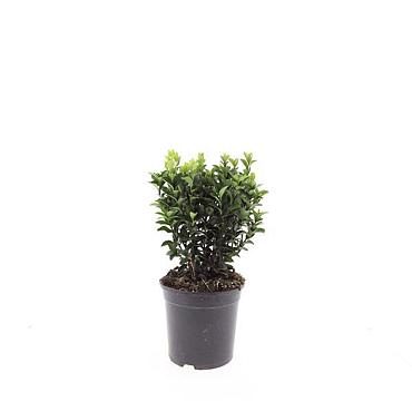 Euonymus jap. 'Green Spire'