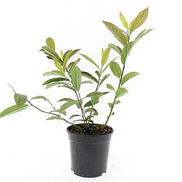 Itea virginica 'Henry's Garnet'