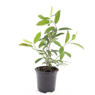 Itea virginica 'Henry's Garnet'
