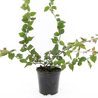 Kolkwitzia amabilis