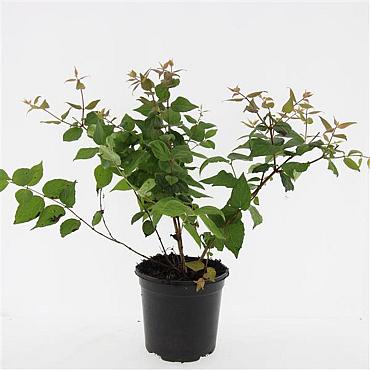 Kolkwitzia amabilis