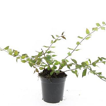 Kolkwitzia amabilis