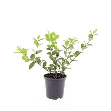 Lonicera fragrantissima