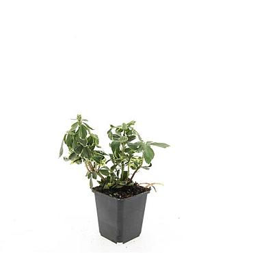 Pachysandra term. 'Variegata'