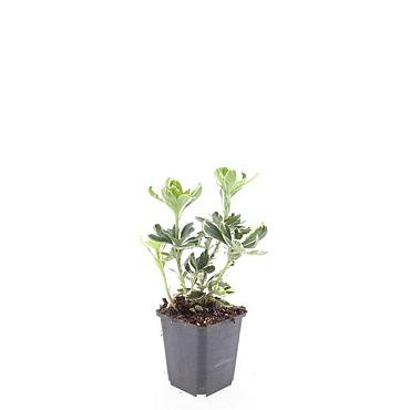 Pachysandra term. 'Variegata'