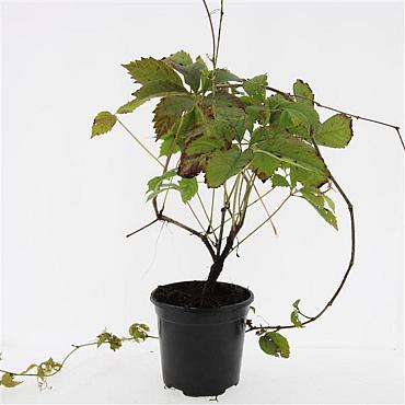 Parthenocissus quinquefolia