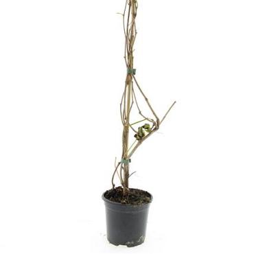 Parthenocissus quinquefolia