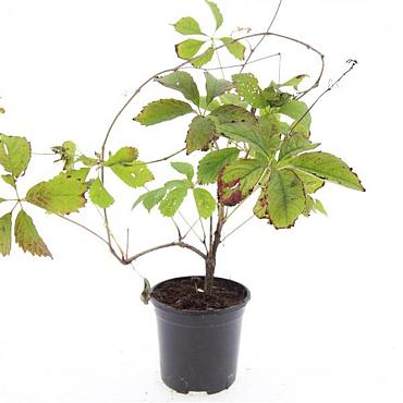 Parthenocissus quinquefolia