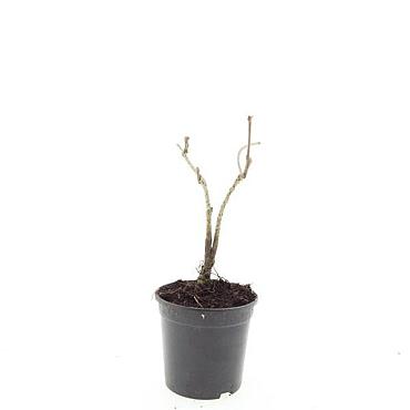 Parthenocissus quinquefolia