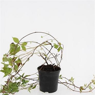 Parthenocissus quinq.engelmannii