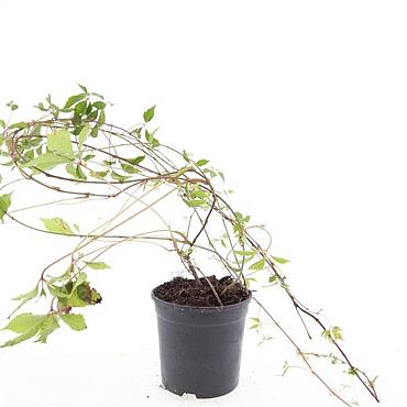 Parthenocissus quinq.engelmannii