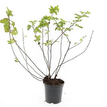 Physocarpus capitatus 'Tilden Park'