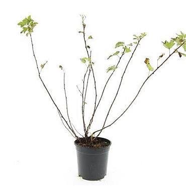 Physocarpus capitatus 'Tilden Park'