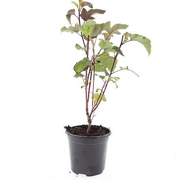 Physocarpus opulif. 'Diabolo'