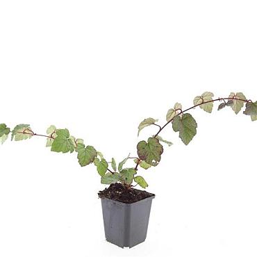 Rubus tricolor