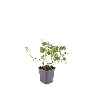 Rubus tricolor