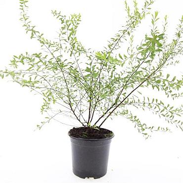 Spiraea arguta