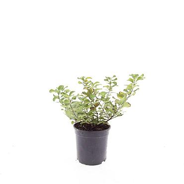 Spiraea betulifolia 'Tor Gold'
