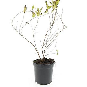 Spiraea chamaedryfolia
