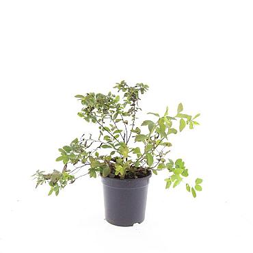 Spiraea jap. 'Odensala'