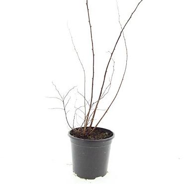 Spiraea jap. 'Odensala'