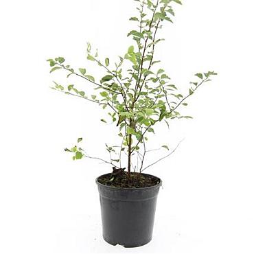 Spiraea vanhouttei