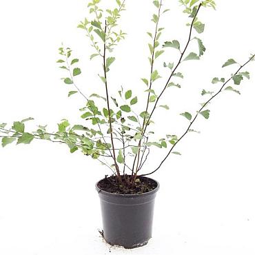 Spiraea vanhouttei