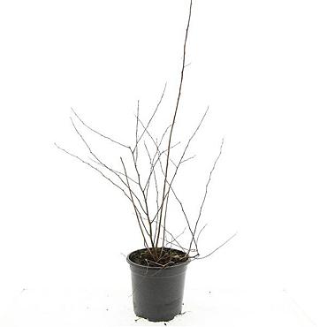 Spiraea vanhouttei